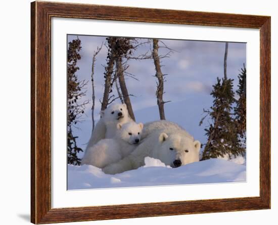 Polar Bear with Cubs, (Ursus Maritimus), Churchill, Manitoba, Canada-Thorsten Milse-Framed Photographic Print