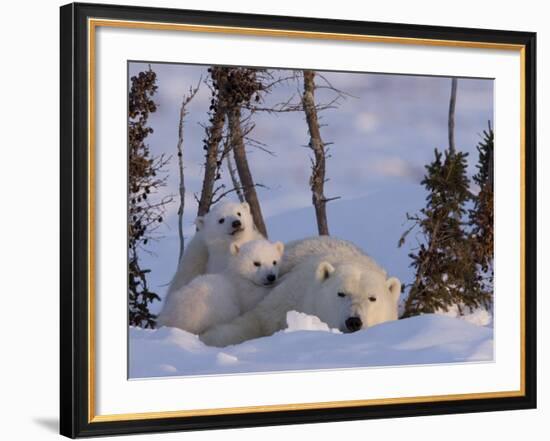 Polar Bear with Cubs, (Ursus Maritimus), Churchill, Manitoba, Canada-Thorsten Milse-Framed Photographic Print