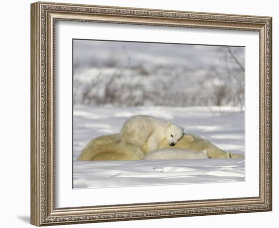 Polar Bear with Cubs, (Ursus Maritimus), Churchill, Manitoba, Canada-Thorsten Milse-Framed Photographic Print