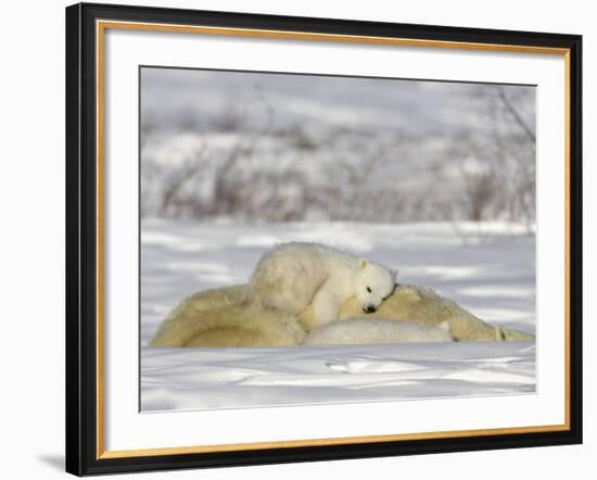 Polar Bear with Cubs, (Ursus Maritimus), Churchill, Manitoba, Canada-Thorsten Milse-Framed Photographic Print