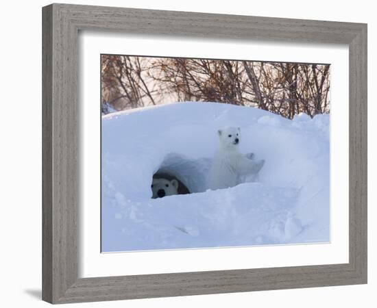 Polar Bear with Cubs, Ursus Maritimus, Churchill, Manitoba, Canada-Thorsten Milse-Framed Photographic Print