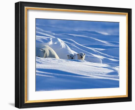 Polar Bear with Cubs, (Ursus Maritimus), Churchill, Manitoba, Canada-Thorsten Milse-Framed Photographic Print