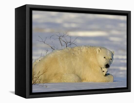 Polar Bear with Cubs, (Ursus Maritimus), Churchill, Manitoba, Canada-Thorsten Milse-Framed Premier Image Canvas