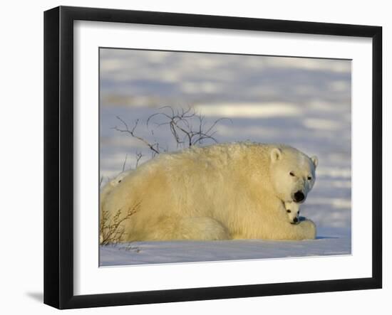 Polar Bear with Cubs, (Ursus Maritimus), Churchill, Manitoba, Canada-Thorsten Milse-Framed Photographic Print