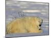 Polar Bear with Cubs, (Ursus Maritimus), Churchill, Manitoba, Canada-Thorsten Milse-Mounted Photographic Print