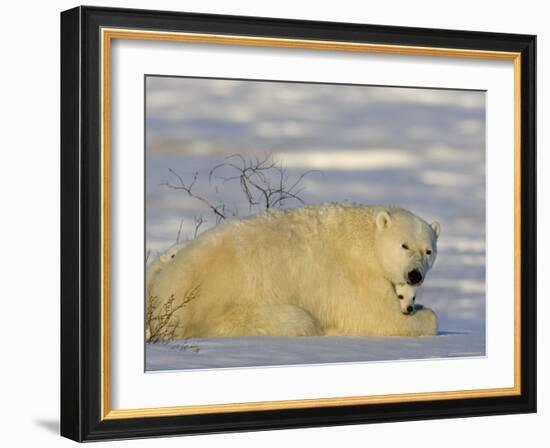 Polar Bear with Cubs, (Ursus Maritimus), Churchill, Manitoba, Canada-Thorsten Milse-Framed Photographic Print