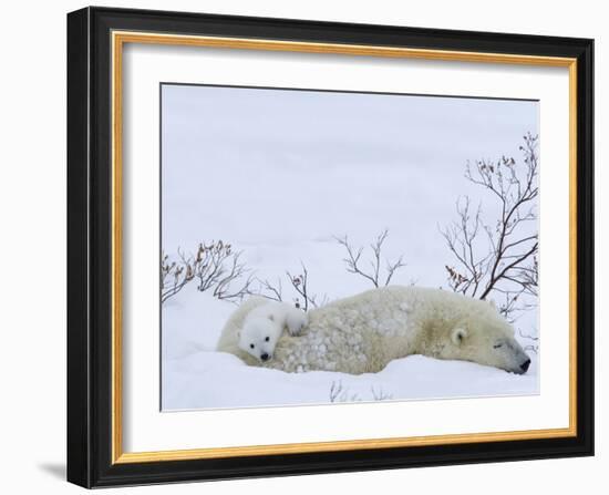 Polar Bear with Cubs, (Ursus Maritimus), Churchill, Manitoba, Canada-Thorsten Milse-Framed Photographic Print