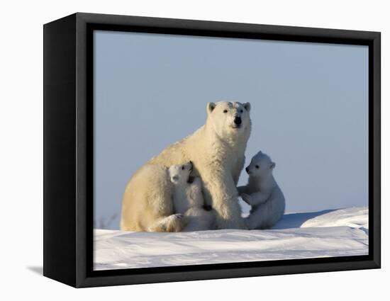 Polar Bear with Cubs, (Ursus Maritimus), Churchill, Manitoba, Canada-Thorsten Milse-Framed Premier Image Canvas