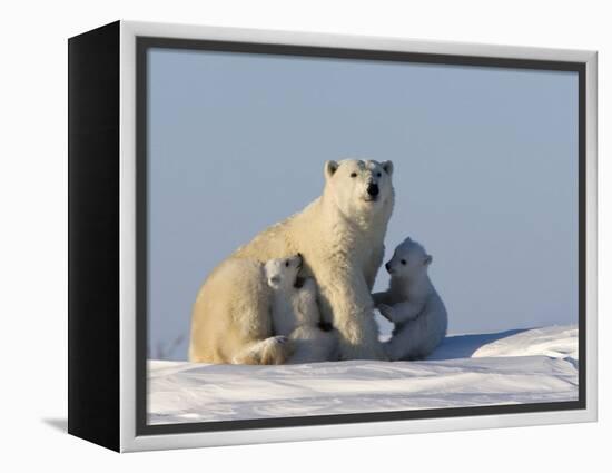 Polar Bear with Cubs, (Ursus Maritimus), Churchill, Manitoba, Canada-Thorsten Milse-Framed Premier Image Canvas