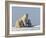 Polar Bear with Cubs, (Ursus Maritimus), Churchill, Manitoba, Canada-Thorsten Milse-Framed Photographic Print