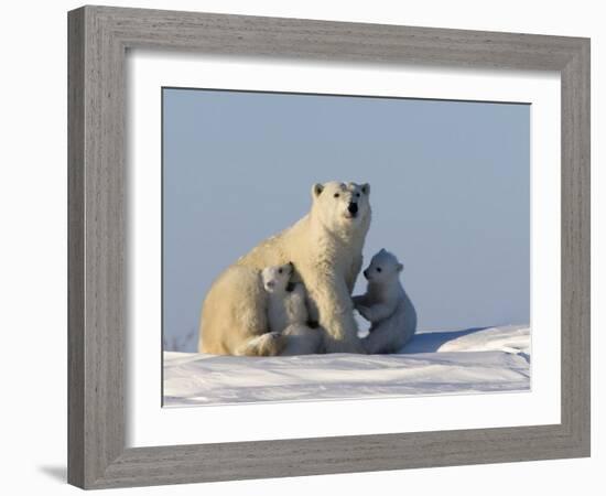 Polar Bear with Cubs, (Ursus Maritimus), Churchill, Manitoba, Canada-Thorsten Milse-Framed Photographic Print