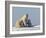 Polar Bear with Cubs, (Ursus Maritimus), Churchill, Manitoba, Canada-Thorsten Milse-Framed Photographic Print