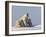 Polar Bear with Cubs, (Ursus Maritimus), Churchill, Manitoba, Canada-Thorsten Milse-Framed Photographic Print