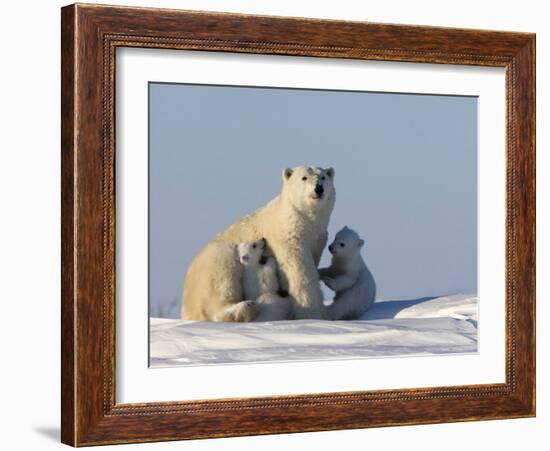 Polar Bear with Cubs, (Ursus Maritimus), Churchill, Manitoba, Canada-Thorsten Milse-Framed Photographic Print