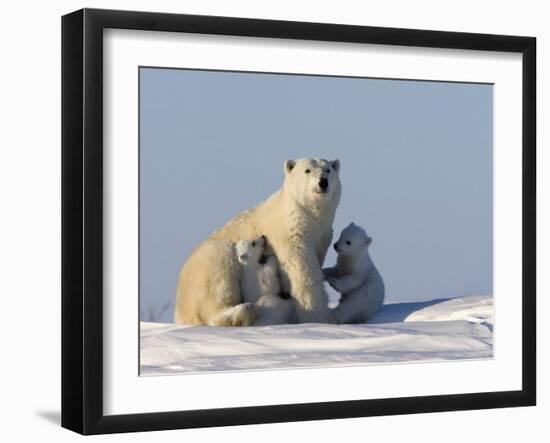 Polar Bear with Cubs, (Ursus Maritimus), Churchill, Manitoba, Canada-Thorsten Milse-Framed Photographic Print