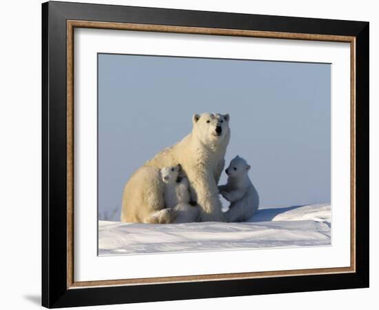 Polar Bear with Cubs, (Ursus Maritimus), Churchill, Manitoba, Canada-Thorsten Milse-Framed Photographic Print