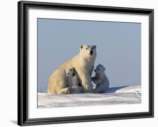 Polar Bear with Cubs, (Ursus Maritimus), Churchill, Manitoba, Canada-Thorsten Milse-Framed Photographic Print