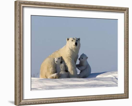 Polar Bear with Cubs, (Ursus Maritimus), Churchill, Manitoba, Canada-Thorsten Milse-Framed Photographic Print