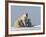 Polar Bear with Cubs, (Ursus Maritimus), Churchill, Manitoba, Canada-Thorsten Milse-Framed Photographic Print