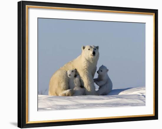 Polar Bear with Cubs, (Ursus Maritimus), Churchill, Manitoba, Canada-Thorsten Milse-Framed Photographic Print