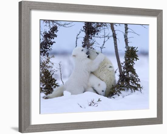 Polar Bear with Cubs, (Ursus Maritimus), Churchill, Manitoba, Canada-Thorsten Milse-Framed Photographic Print