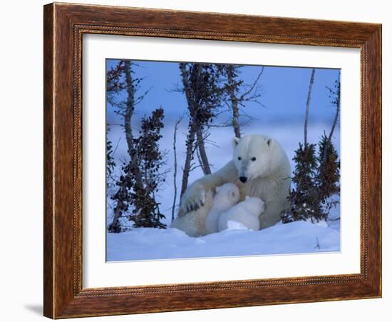 Polar Bear with Cubs, (Ursus Maritimus), Churchill, Manitoba, Canada-Thorsten Milse-Framed Photographic Print