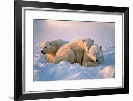 Polar Bear with Her Cubs-outdoorsman-Framed Photographic Print