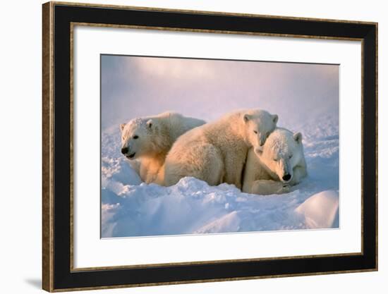 Polar Bear with Her Cubs-outdoorsman-Framed Photographic Print