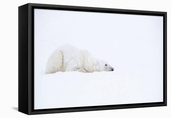 Polar bear with snow encrusted fur, sleeping in snow, Canada-Danny Green-Framed Premier Image Canvas