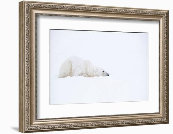 Polar bear with snow encrusted fur, sleeping in snow, Canada-Danny Green-Framed Photographic Print