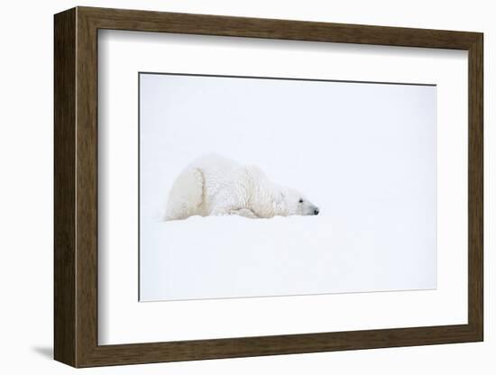 Polar bear with snow encrusted fur, sleeping in snow, Canada-Danny Green-Framed Photographic Print