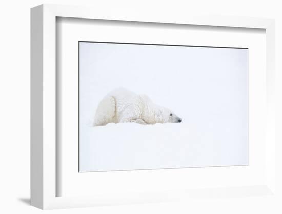 Polar bear with snow encrusted fur, sleeping in snow, Canada-Danny Green-Framed Photographic Print