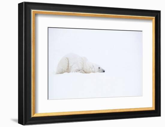 Polar bear with snow encrusted fur, sleeping in snow, Canada-Danny Green-Framed Photographic Print