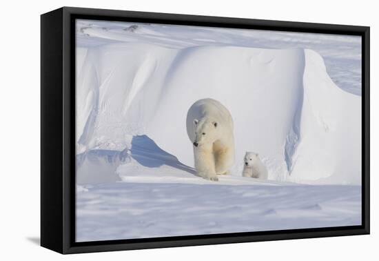 Polar Bear with Spring Cub, ANWR, Alaska, USA-Steve Kazlowski-Framed Premier Image Canvas