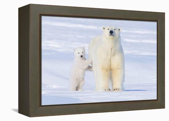 Polar Bear with Spring Cub, ANWR, Alaska, USA-Steve Kazlowski-Framed Premier Image Canvas