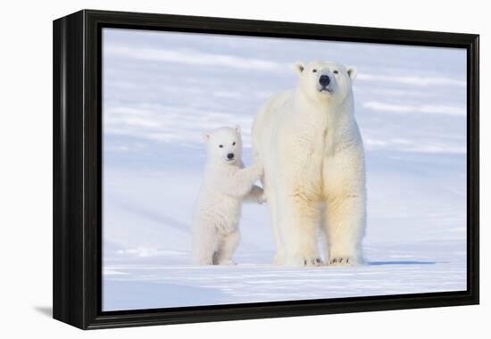 Polar Bear with Spring Cub, ANWR, Alaska, USA-Steve Kazlowski-Framed Premier Image Canvas