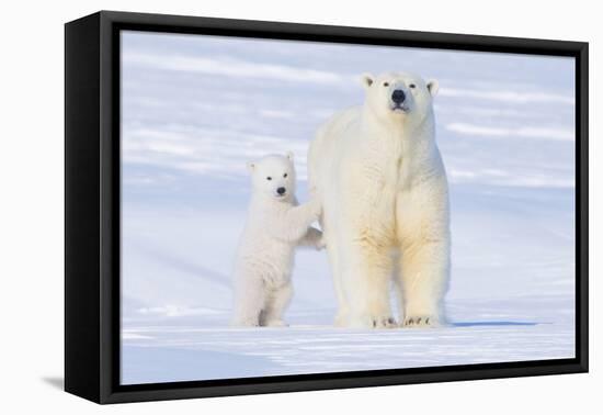 Polar Bear with Spring Cub, ANWR, Alaska, USA-Steve Kazlowski-Framed Premier Image Canvas