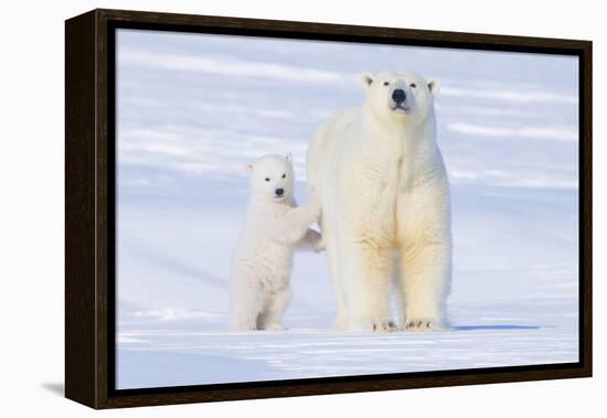 Polar Bear with Spring Cub, ANWR, Alaska, USA-Steve Kazlowski-Framed Premier Image Canvas