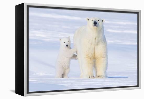 Polar Bear with Spring Cub, ANWR, Alaska, USA-Steve Kazlowski-Framed Premier Image Canvas