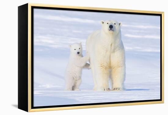 Polar Bear with Spring Cub, ANWR, Alaska, USA-Steve Kazlowski-Framed Premier Image Canvas
