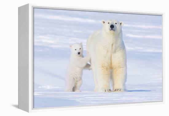 Polar Bear with Spring Cub, ANWR, Alaska, USA-Steve Kazlowski-Framed Premier Image Canvas