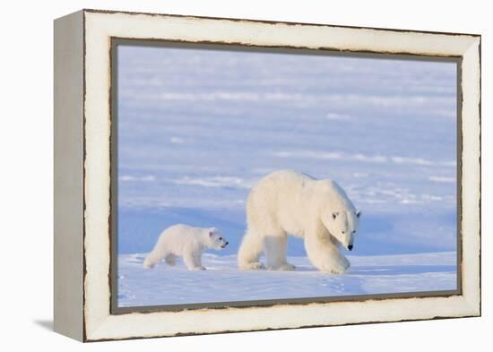 Polar Bear with Spring Cub, ANWR, Alaska, USA-Steve Kazlowski-Framed Premier Image Canvas