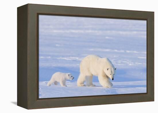 Polar Bear with Spring Cub, ANWR, Alaska, USA-Steve Kazlowski-Framed Premier Image Canvas