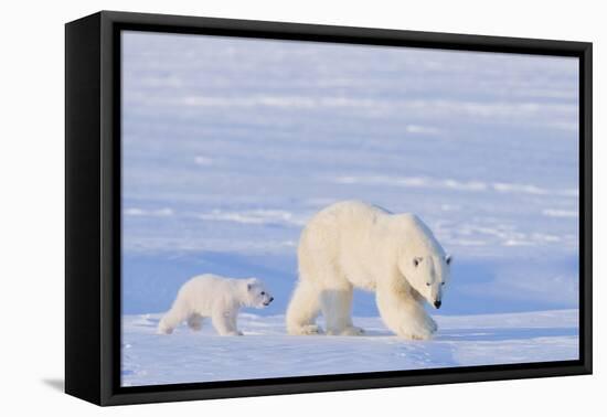 Polar Bear with Spring Cub, ANWR, Alaska, USA-Steve Kazlowski-Framed Premier Image Canvas