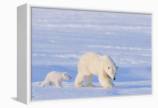 Polar Bear with Spring Cub, ANWR, Alaska, USA-Steve Kazlowski-Framed Premier Image Canvas