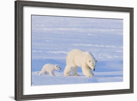 Polar Bear with Spring Cub, ANWR, Alaska, USA-Steve Kazlowski-Framed Photographic Print