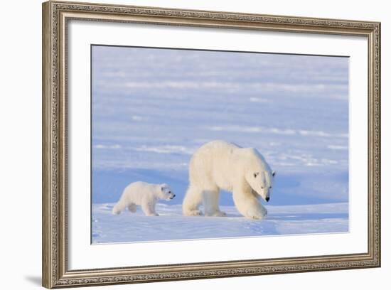 Polar Bear with Spring Cub, ANWR, Alaska, USA-Steve Kazlowski-Framed Photographic Print