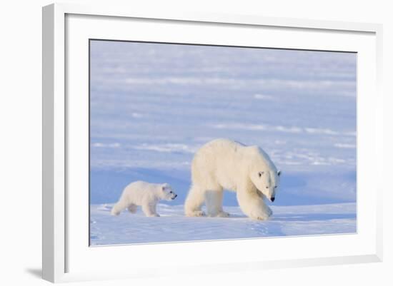 Polar Bear with Spring Cub, ANWR, Alaska, USA-Steve Kazlowski-Framed Photographic Print