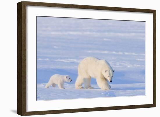 Polar Bear with Spring Cub, ANWR, Alaska, USA-Steve Kazlowski-Framed Photographic Print