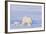 Polar Bear with Spring Cub, ANWR, Alaska, USA-Steve Kazlowski-Framed Photographic Print